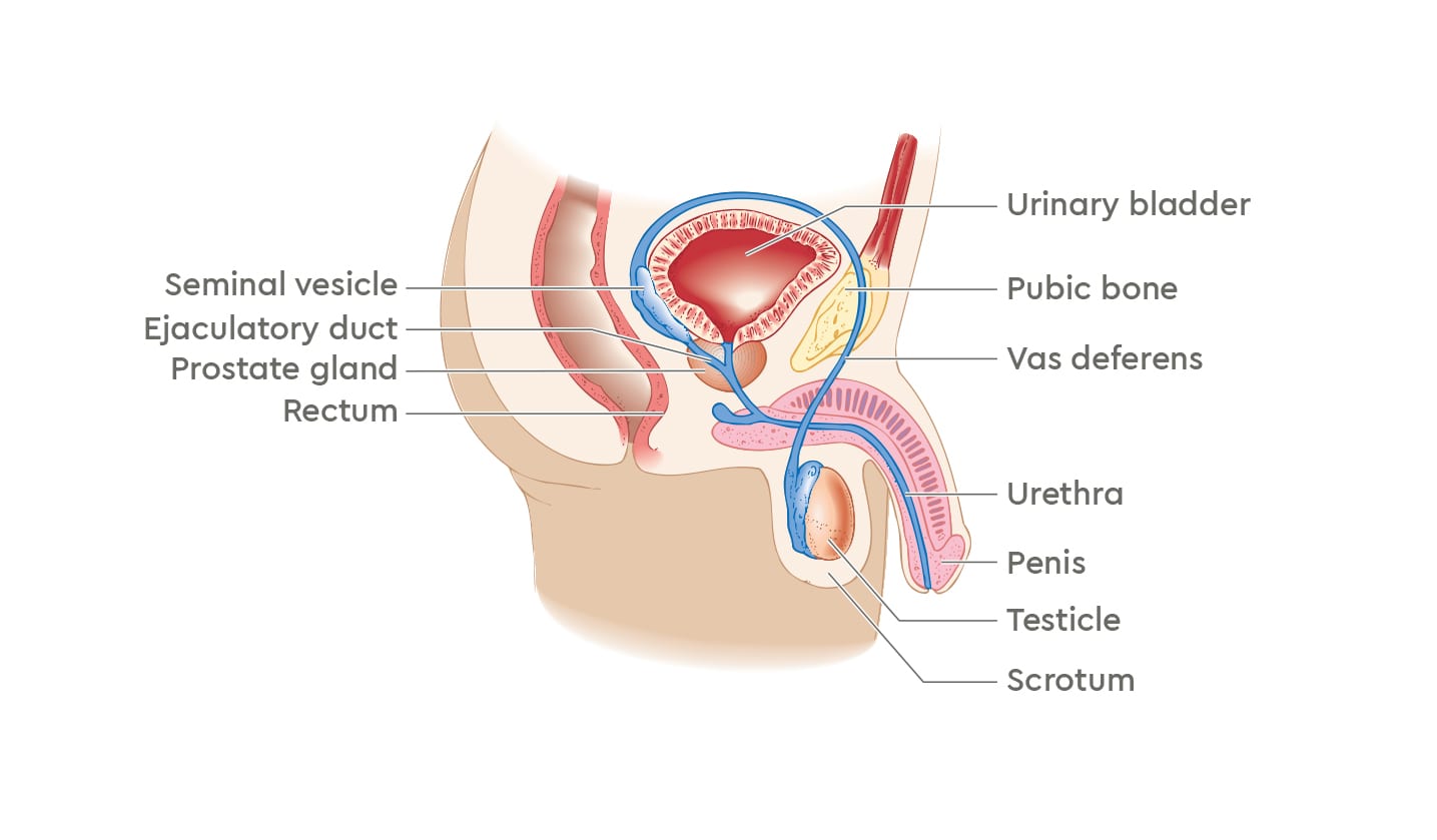 oncology prostate graphic 