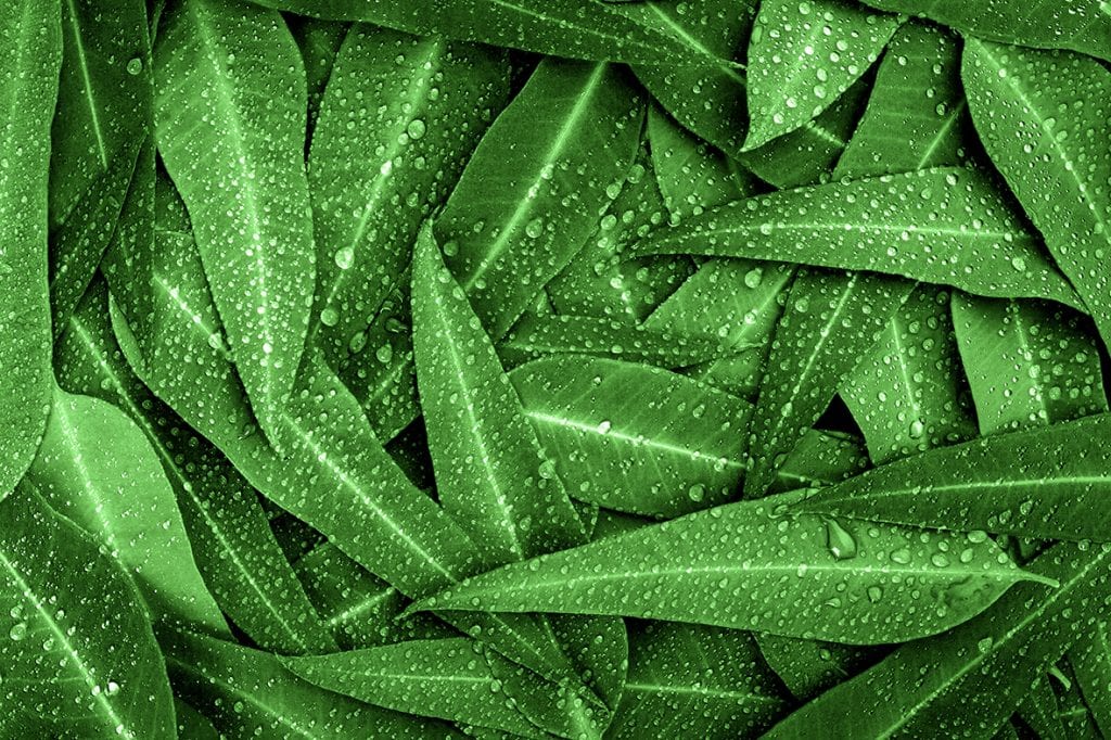 banner-image