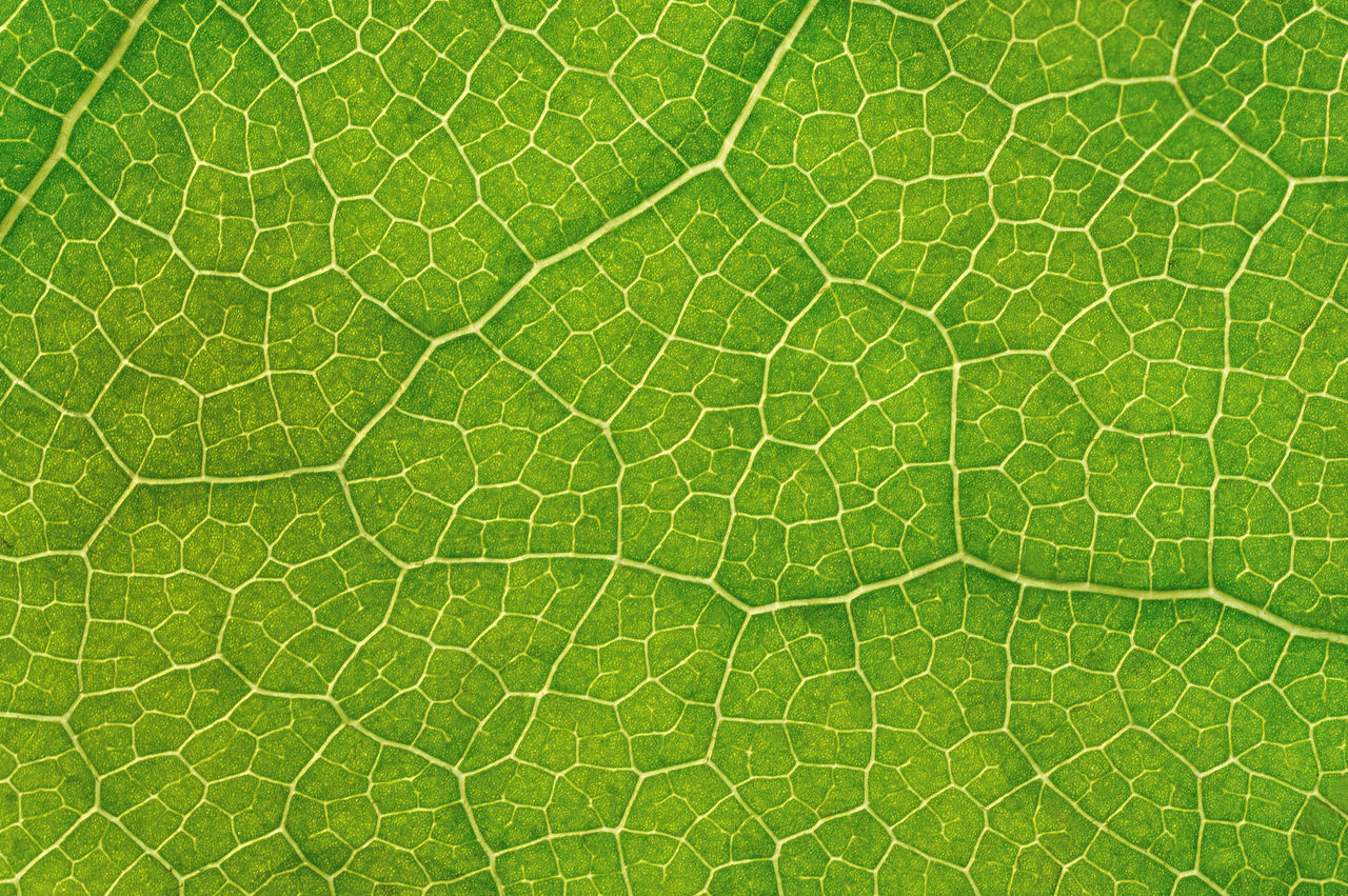 structure of leaf natural background; Shutterstock ID 66241093; purchase_order: Use up 22/23 credit; job: Use up 22/23 credit; client: Use up 22/23 credit; other: Use up 22/23 credit